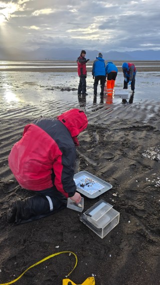 Field sampling during the spring 2026 FONDECYT 1240367 campaign in an intertidal flat