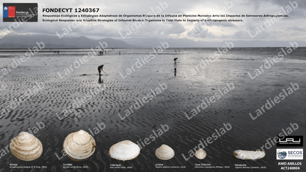 FONDECYT 1240367 outreach poster showing the Coihuín tidal flat and focal bivalve species, with Lardieslab watermark