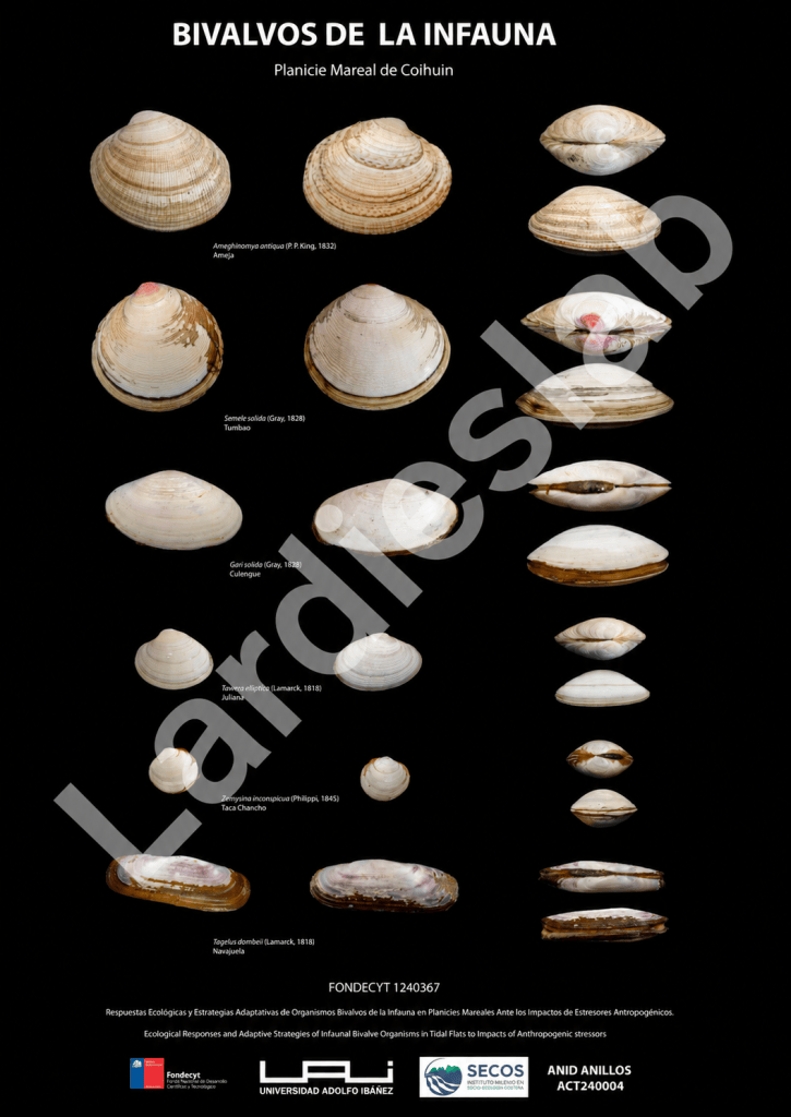 Bivalves of the Coihuín tidal flat poster, with Lardieslab watermark